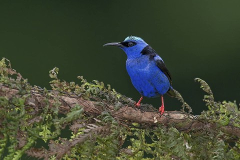 Red-legged Honeycreeper (Cyanerpes cyaneus) male, Costa Rica