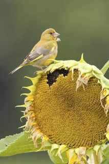 European Greenfinch (Chloris chloris), St. Gallen, Switzerland