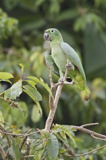 Southern Mealy Amazon (Amazona farinosa), Ecuador