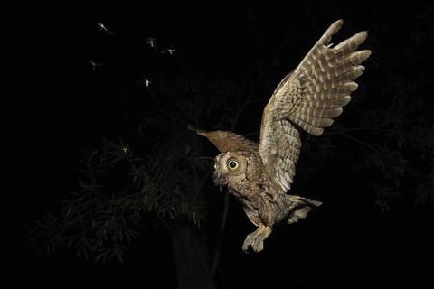 Eurasian Scops Owl (Otus scops) flying, Lombardy, Italy