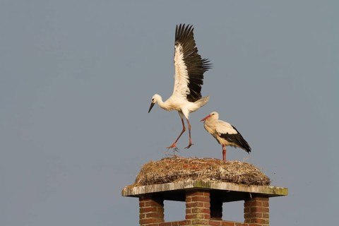 White Stork (Ciconia ciconia) juvenile trying to fly, Utrecht, Netherlands