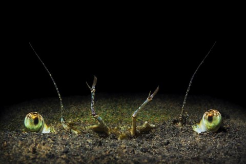 Große Pazifische Schwimmkrabbe, Portunus pelagicus Blue Swimmer Crab, Portunus pelagicus