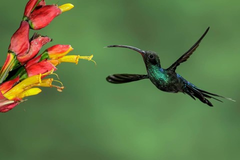 Green Hermit (Phaethornis guy) perched on a branch in Costa Rica