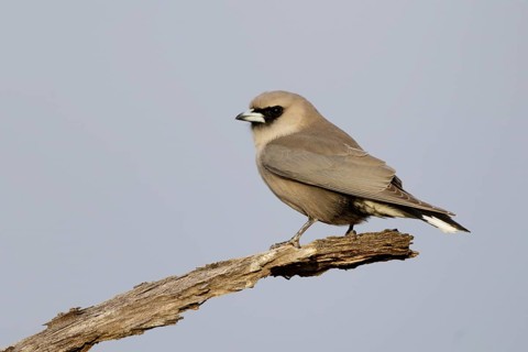 Black-faced Woodswallow (Artamus cinereus) perched on a dried branch, Queensland, Australia