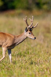 Pampas deer (Ozotoceros bezoarticus) Pantanal Brazil