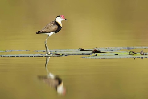 Comb-crested Jacana (Irediparra gallinacea), Queensland, Australia