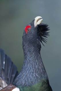 Western Capercaillie (Tetrao urogallus) male, Baden-Wuerttemberg, Germany