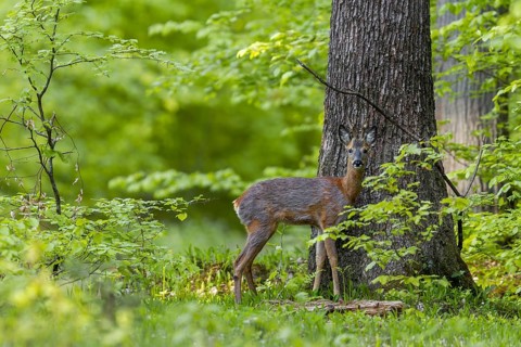 The hide with dog proves to be very positive, the roebuck (Capreolus capreolus) ignores me and