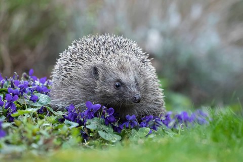European hedgehog (Erinaceus europaeus) adult animal wandering over flowering Common dog violets