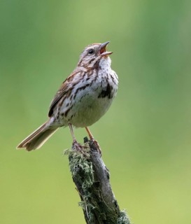 Song Sparrow, Melospiza melodia, sings from a mossy perch, at Cypress Hills National Park,