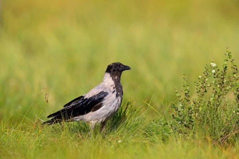 Nebelkrähe, Hooded Crow, Northern Carrion Crow, Corvus corone cornix, Corvus cornix, Corneille
