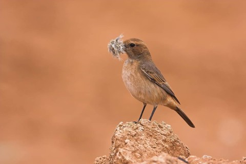 Red-rumped Wheatear (Oenanthe moesta) female, Morocco