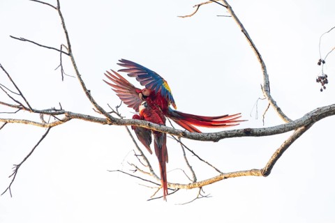 Two Scarlet Macaws interacting on a branch with open wings. Dynamic wildlife scene showing social