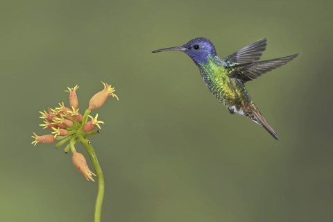 Golden-tailed Sapphire (Chrysuronia oenone), Ecuador