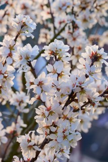 Close-up of delicate white almond blossoms highlighting the beauty of spring, Klingenberg am Main,