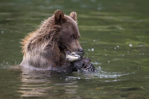 Grizzly Bear (Ursus arctos horribilis) hunting Pacific Salmon, British Columbia, Canada