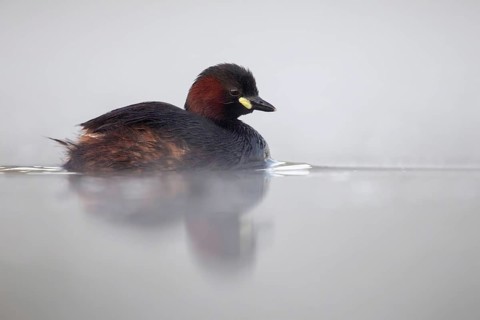 Little Grebe (Tachybaptus ruficollis), Poland
