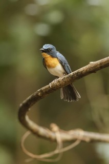 Tickell's Blue Flycatcher (Cyornis tickelliae) male, Kaeng Krachan, Thailand