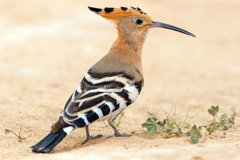 Hoopoe, (Upupa epops), biotope, habitat, foraging, sideways, animals, birds, Israel
