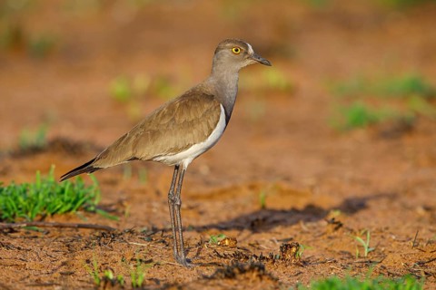 Lapwing (Vanellus lugubris), animals, birds, biotope, habitat, foraging, wader, plover family,