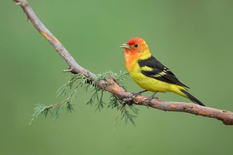 Western Tanager (Piranga ludoviciana) male perched on a branch, Colorado, USA