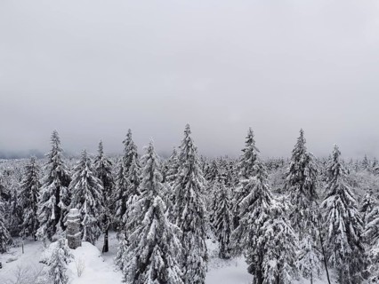Towering snow-covered trees under a grey winter sky, view from the Asenturm on Ochsenkopf,