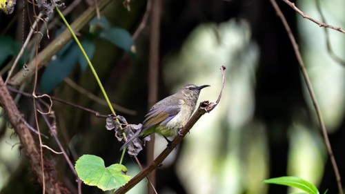 Olive-bellied Sunbird (Cinnyris chloropygius), female sitting on a branch, Mgahinga Gorilla