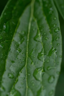 Close-up of fresh raindrops scattered on a peony leaf, showcasing the vibrant green texture after a