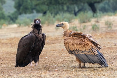 Griffon vulture, (Gyps fulvus), and black vulture, (Aegypius monachus), standing on the ground,