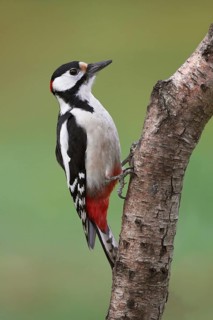 Great Spotted Woodpecker (Dendrocopos major) male, Brandenburg, Germany