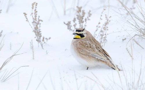 Horned Lark (Eremophila alpestris) male perched in the snow, Colorado, USA