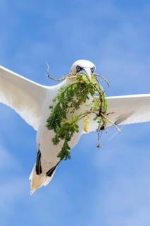 Northern Gannet (Morus bassanus) flying with nesting material in beak, Saltee Islands, Ireland