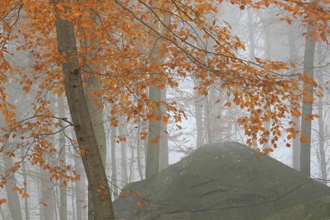 Rocks with yellow leaves of copper beech (Fagus sylvatica) in autumn, fog, autumn forest, autumn