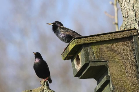 Common Starling (Sturnus vulgaris), Lower Saxony, Germany