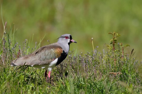 Bronzekiebitz, lat. Vanellus chilensis, in Bodenvegetation stehend