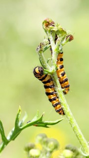St. Jacob's weed bear or blood bear (Tyria jacobaeae), butterfly caterpillar, moth, family