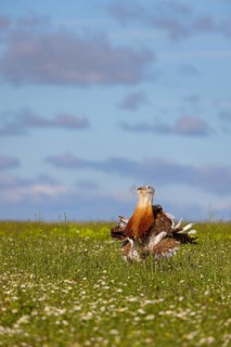 Great bustard (Otis tarda), Outarde barbue, Avutarda Común, Spain, Toledo, Hides De Calera / Great