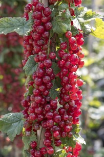 Red currant (Ribes rubrum 'Redpoll'), Bavarian Fruit Centre, Germany