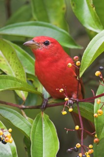 Summer Tanager (Piranga rubra), Costa Rica