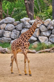 Giraffe (Giraffa) walking in jungle forest