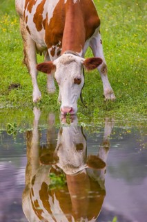 Holstein Friesian cattle stand on a green meadow at a puddle and drink. A reflection of the cows