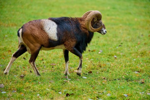 A ram with mighty horns strides across a green meadow, mouflon (Ovis aries musimon), Hesse, Germany