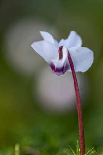 Early spring cyclamen (Cyclamen coum), Emsland, Lower Saxony, Germany