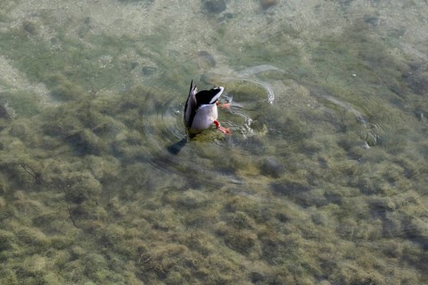 A mallard is looking for food at the bottom of the lake, Lake Constance, Baden-Württemberg, Germany