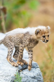 Cheetah (Acinonyx jubatus) youngster walking on a rock, captive, occurrence Africa
