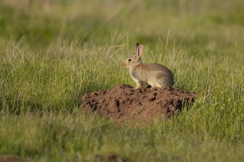 Rabbit (Oryctolagus cuniculus) juvenile baby bunny animal on a mole hill in grassland in summer,