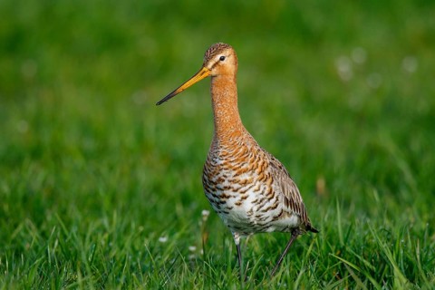 Black-tailed Godwit (Limosa limosa) foraging, Netherlands