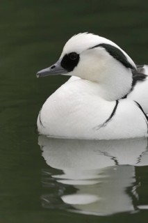 Smew (Mergellus albellus) male, California, USA