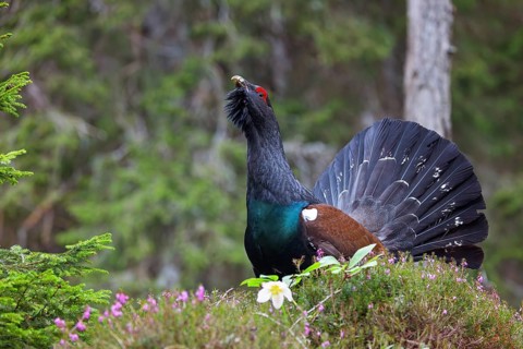 Capercaillie, Western Capercaillie, Tetrao urogallus) in the Wintrer, Capercaillie, Luce, Mountain