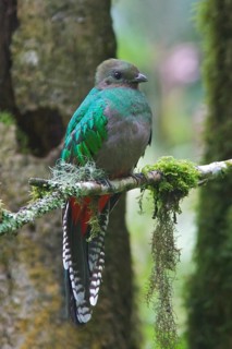 Resplendent Quetzal (Pharomachrus mocinno) perched on a branch in Costa Rica